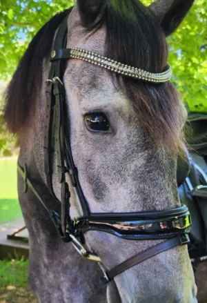 The Alexandra | Premium Snaffle Dressage Bridle w Brass or Silver clincher brow band