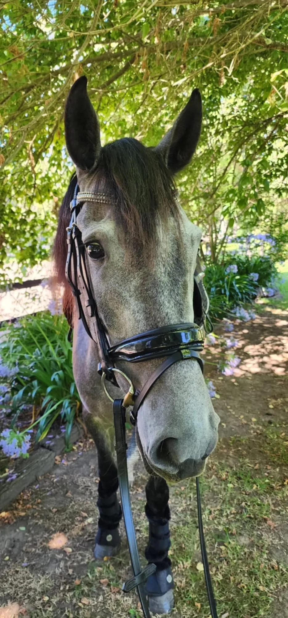 The Alexandra | Premium Snaffle Dressage Bridle w Brass or Silver clincher brow band