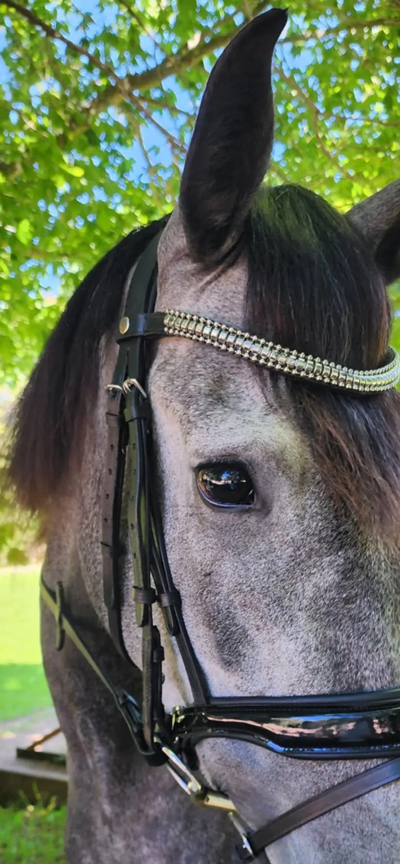 The Alexandra | Premium Snaffle Dressage Bridle w Brass or Silver clincher brow band
